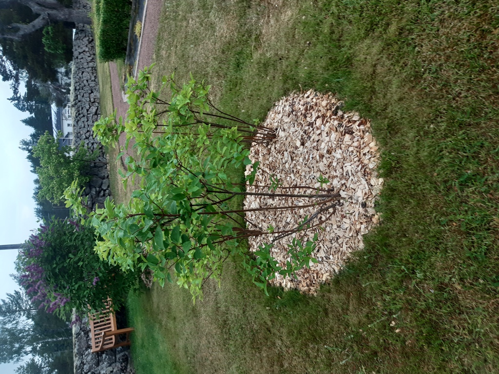 JP Höyläys - Lehtipuukate koristepinnaksi